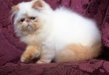 Flame Point Himalayan Kitten  Available NOW!